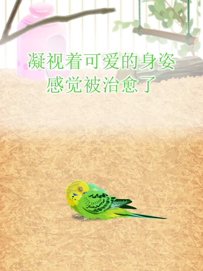 治愈的鹦鹉育成游戏app_治愈的鹦鹉育成游戏app手机游戏下载_治愈的鹦鹉育成游戏app最新版下载