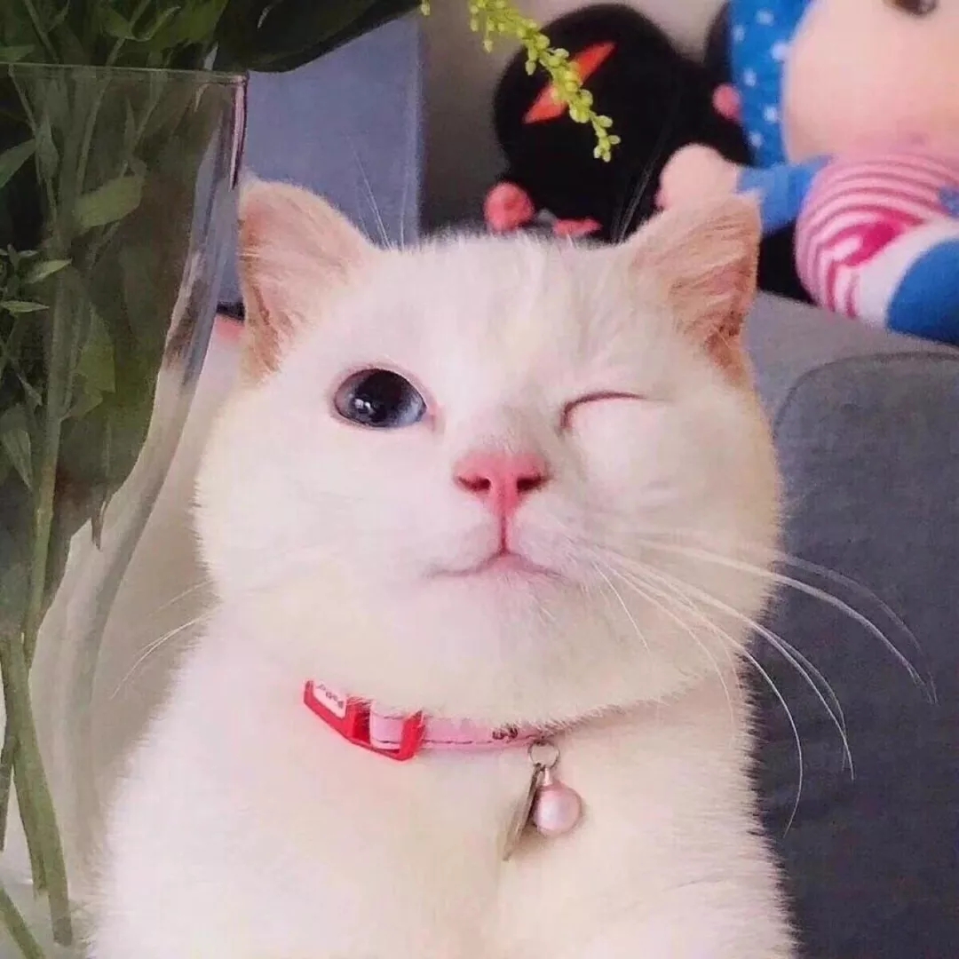 希望下一次再见 可以鲜活又明亮头像