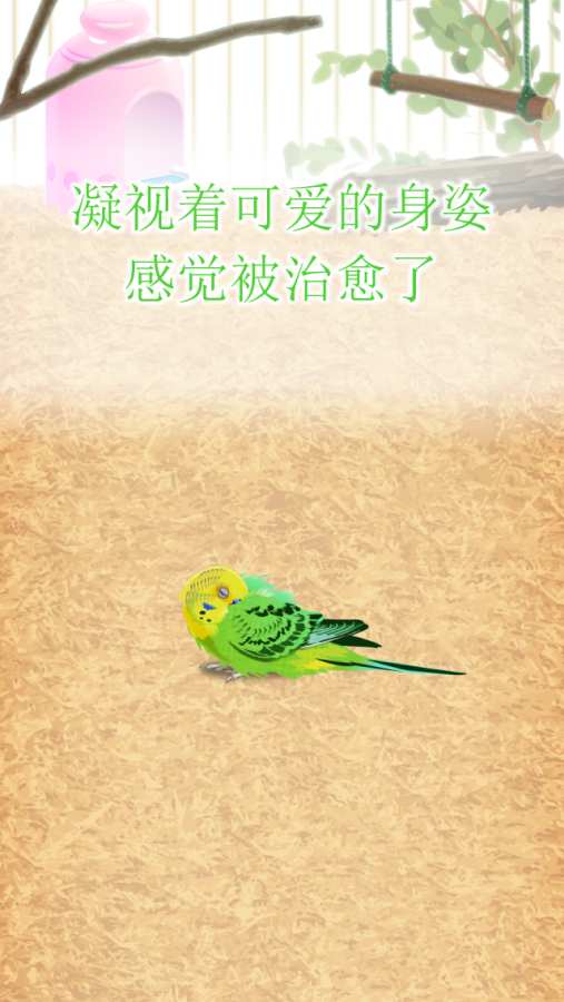 治愈的鹦鹉育成游戏app_治愈的鹦鹉育成游戏app手机游戏下载_治愈的鹦鹉育成游戏app最新版下载