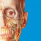 visiblebody官方下载_visiblebody官方下载官方版