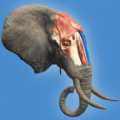 Idle Heads游戏下载_Idle Heads游戏下载破解版下载