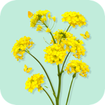油菜转转发平台_油菜转转发平台app下载_油菜转转发平台安卓版