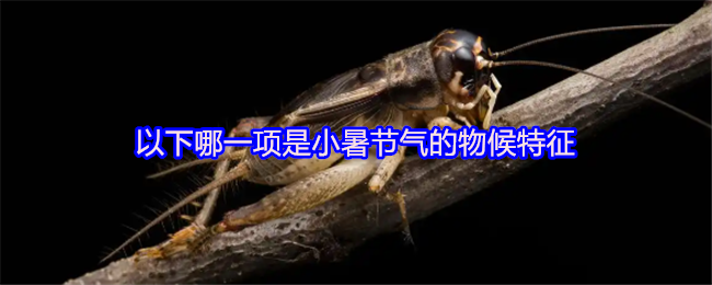 《支付宝》小暑节气的主要物候特征有哪些?