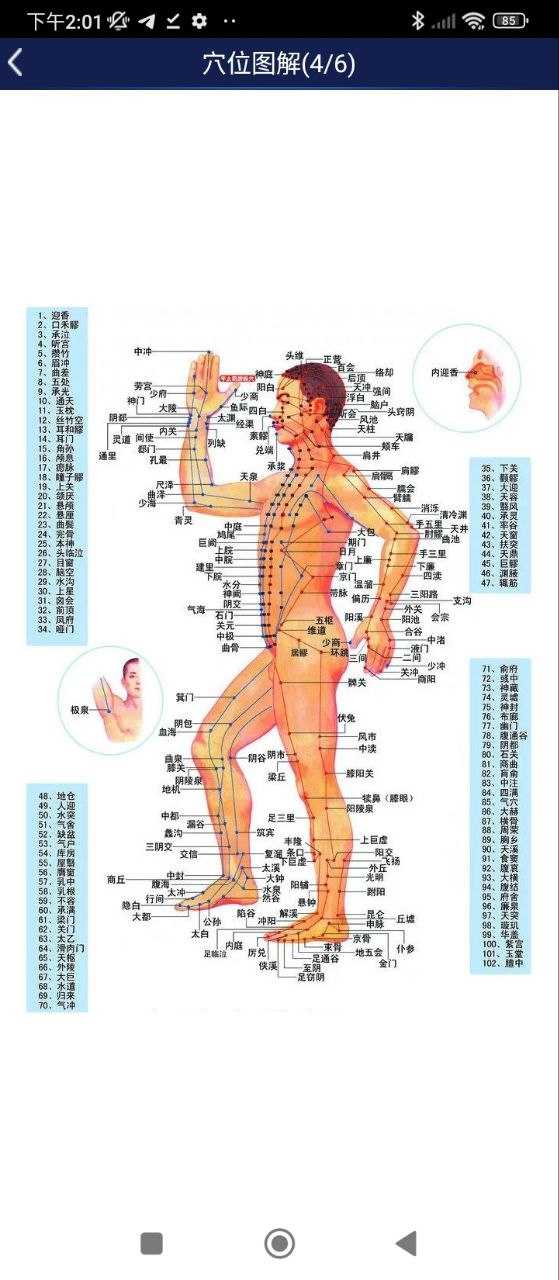 3D人体解剖图谱免费下载